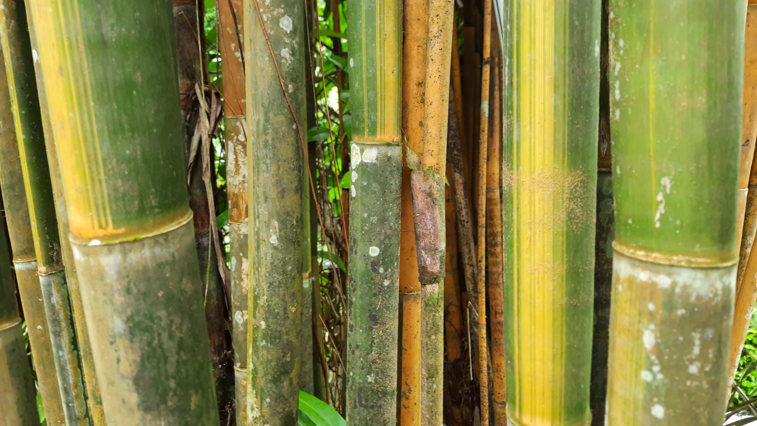 Jungle trail, Deepavali und die Expatbubble
