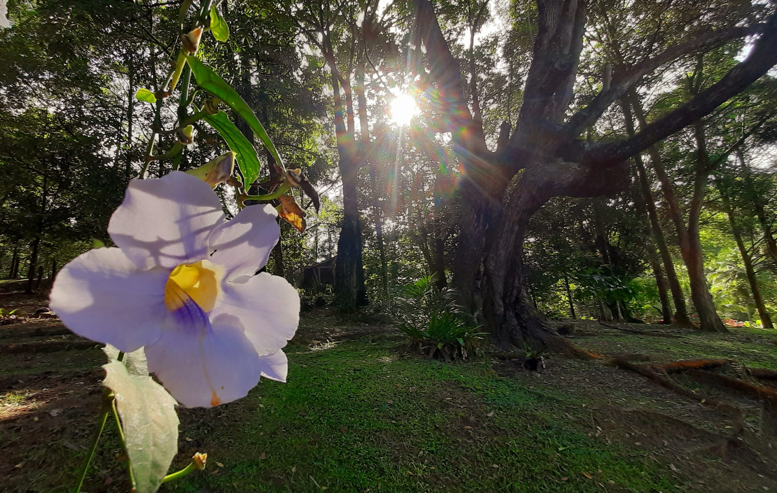 Taman Botani Perdana